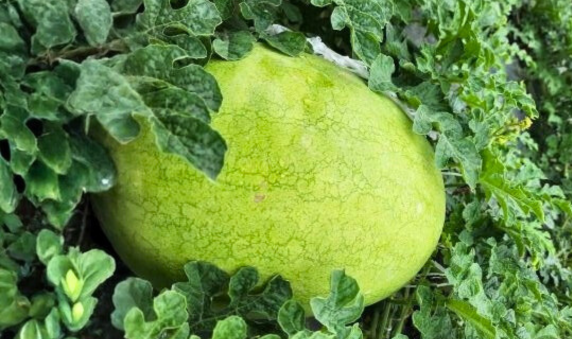 香水大西瓜 A級 (28+-2斤)